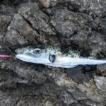 Риба балон Lagocephalus sceleratus, уловена край Карпатос в Гърция