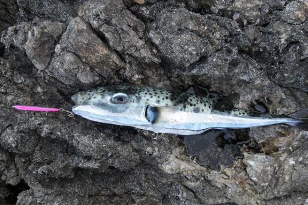 Риба балон Lagocephalus sceleratus, уловена край Карпатос в Гърция