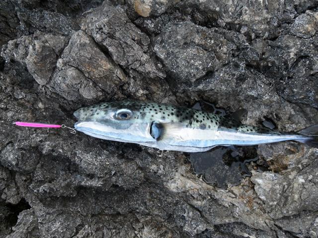 Риба балон Lagocephalus sceleratus, уловена край Карпатос в Гърция