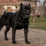 Кане корсо в двор към новина за нападнато 6-годишно дете в Кънчево