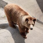 Евразийска кафява мечка като илюстрация към сигнала за две мечки край Локорско